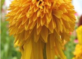 echinacea-jezowka_74202[1]